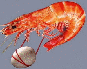 300_240gif 动态图 动图